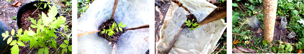 Imagws of tomato seedlings
        transplanted in tropical backyard garden