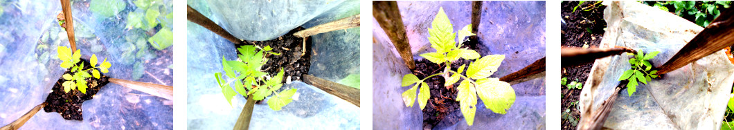 Images of recently transplanted
        tomatoes in tropical backyard