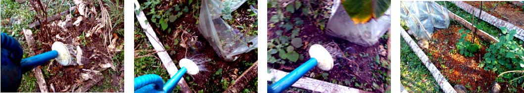 Images of tropical garden patches
        being watered after composting or mulching