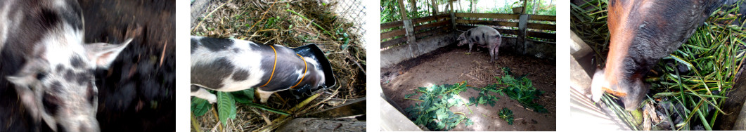 Images of pigs in tropical backyard