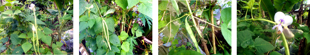 Images of beans growing in tropical
        backyard garden