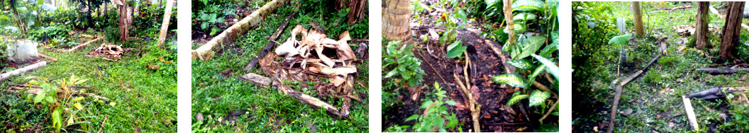 Images of tidy borders in tropical
        backyard