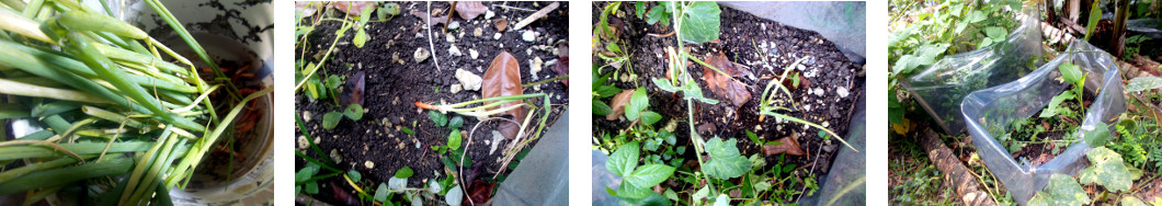 Images of bunching onions planted in
        tropical backyard