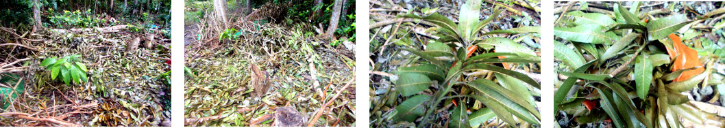 Images of leaves from felled tropical
        backyard trees being put in a sack