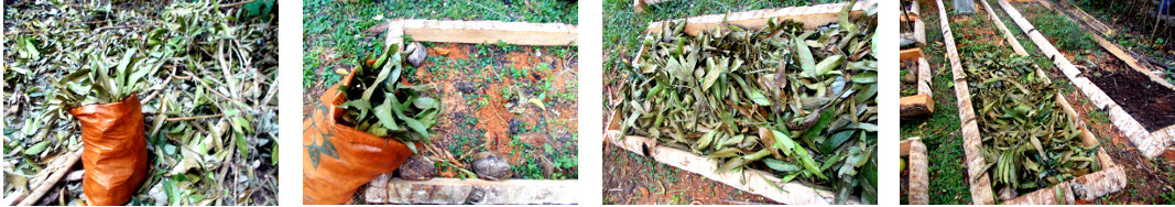 Imags of tropical garden leaves used as compost on
        garden patches