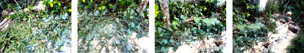 Images of debris in tropical backyard
        after felling several trees