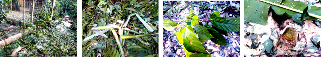 Images of plant remains recovered from under debris
        fromm felled trees