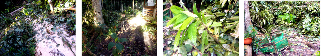 Images of debris in tropical backyard
        after tree felling