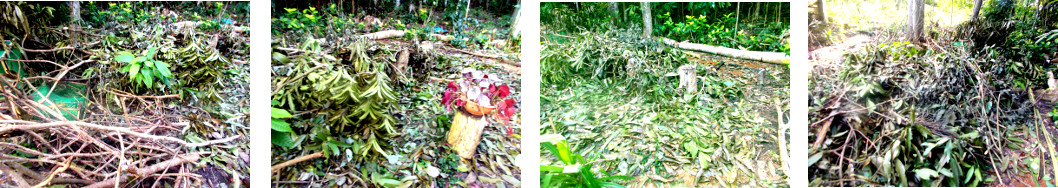 Images of debris in tropical backyard
        after recent tree felling