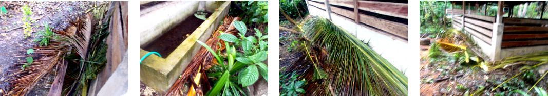 Images of fodder from felled trees
        stored under eaves of tropical backyard pig pen