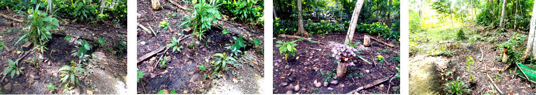 Images of well drained tropical garden
        after around 20 hours of rain