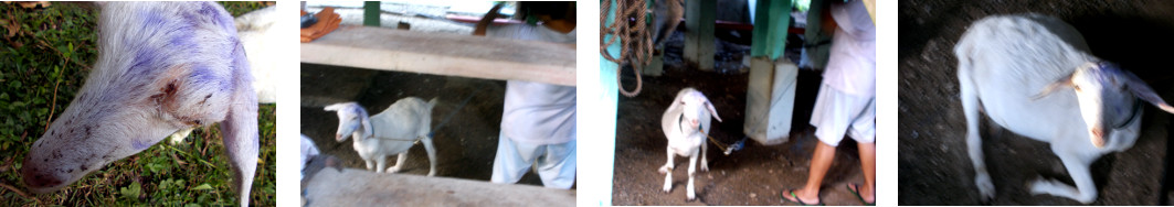 IMages of tropical backyard goat after quarentine after
        being bitten by a dog scared by fireworks