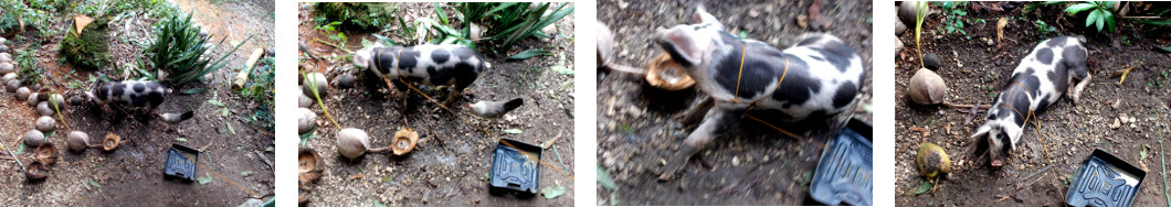 Images of tropical backyard piglet in the garden