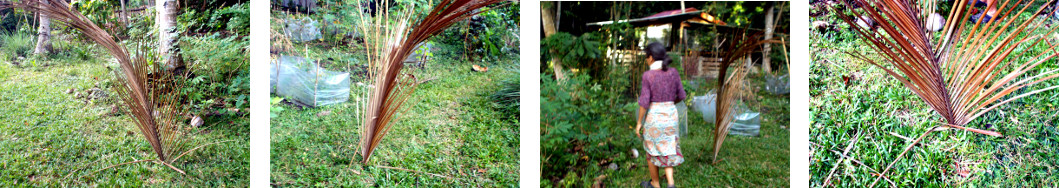 Images of fallen coconut branch
        impaled in the ground