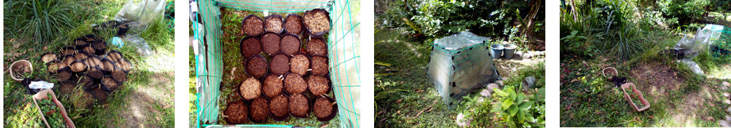 Images of tropical backyard seedling
        nursery moved to sunnier place