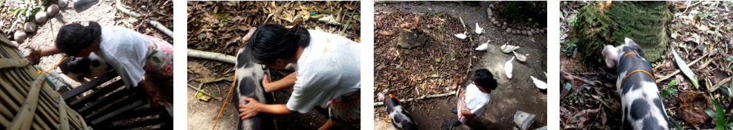 Imagws of tropical backyard piglet in garden