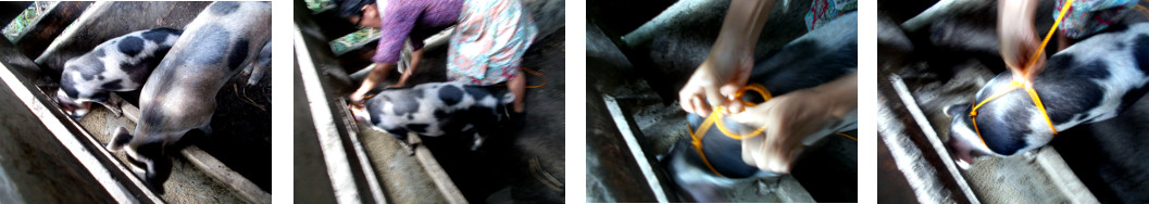 Imagws of tropical
                      backyard piglet being given a harnass to help move
                      it to another pen