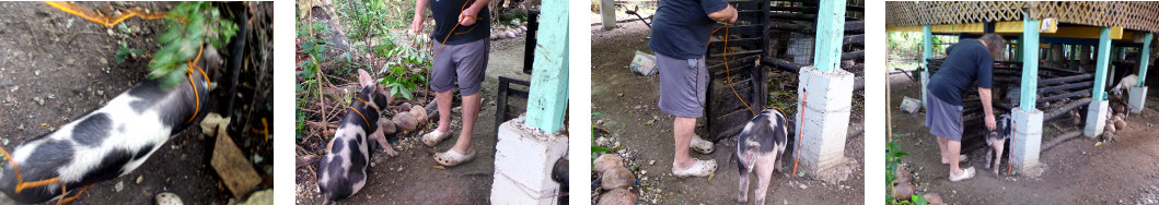 Images of tropical backyard piglet being
                      moved to a temporary pen