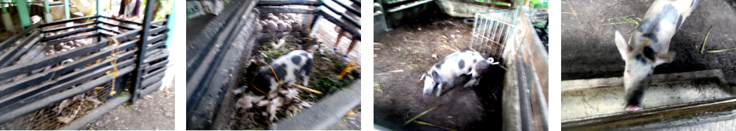 Imgws of two tropical backyard piglets
                      after being separated