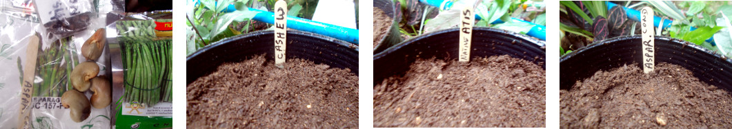 Images of seeds potted in tropical
        backyard