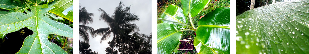 Images of tropical backyard after rain
        in the night