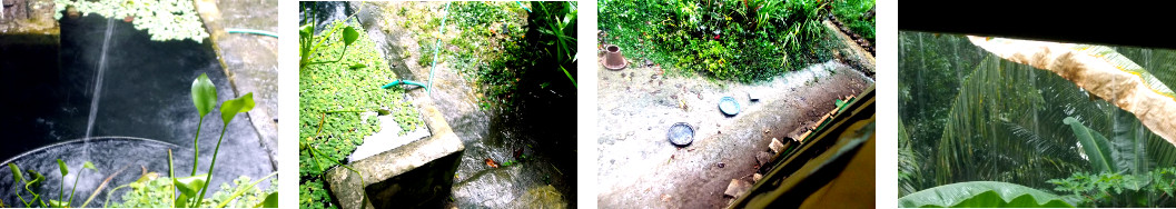 Images of rain in a tropical backyard