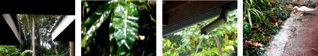 Images of rain in tropical hackyard