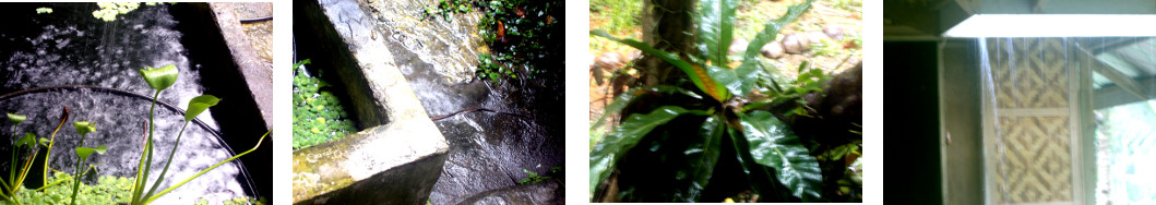 Images of rain in tropical backyard