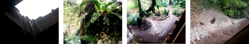 Images of rain in tropical backyard