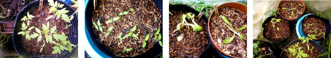 Images of seedlings in pots in
        tropical backyard