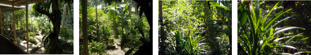 Images of new year sun in tropical
        backyard
