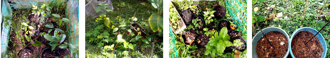 Images of tree seedlings in tropical
        backyard after 24 hours of rain