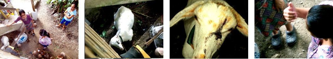 Images of Vet visitng tropivcal
        backyard Goat bitten by dog