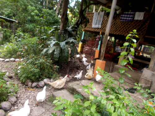 Images of ducks in tropical backyard