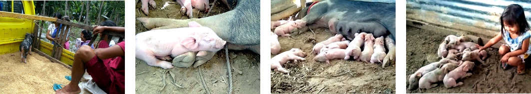 Images of tropical backyard piglet -now a sow