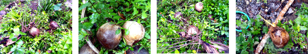 Images of fallen cocoinuts after rain
        in the night