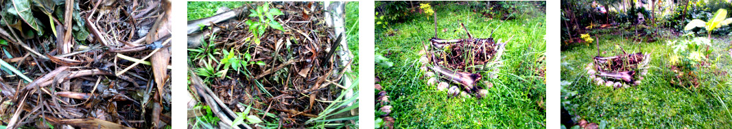 Images of compost from tropical
        backyard pig pen put on garden patch