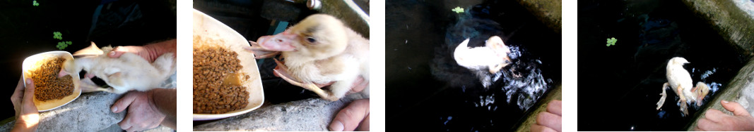 Images of sick duckling eating and
        swimming in tropical backyard