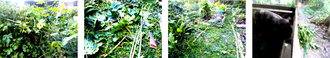 Images of fallen branches cleared up
        and fed to pigs in tropical backyard