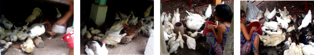 Images of tropical backyard ducks and
        chickens being fed