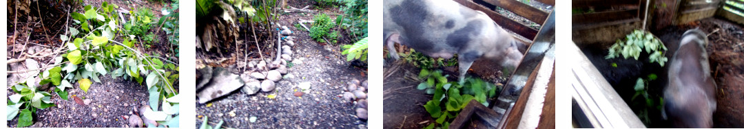 Images of fallen tree branch fed to
        tropical backyard pigs