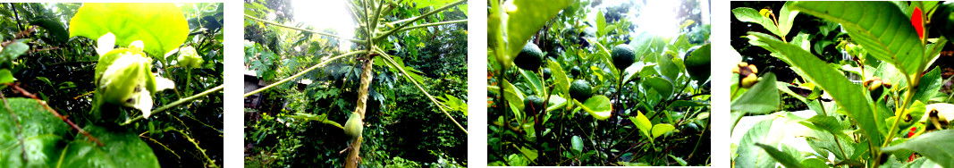 Images of young fruits growing in tropical
              backyard