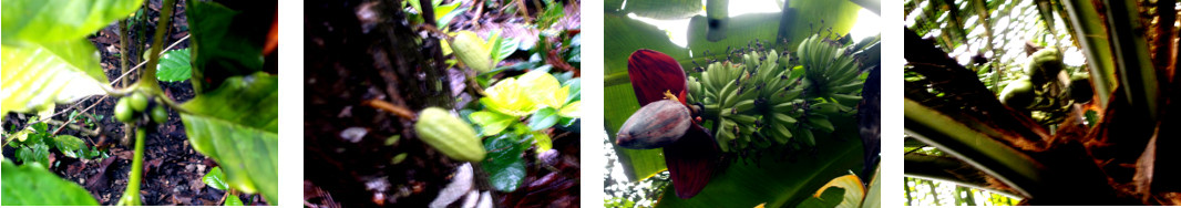 Images of young fruits growing in tropical
              backyard