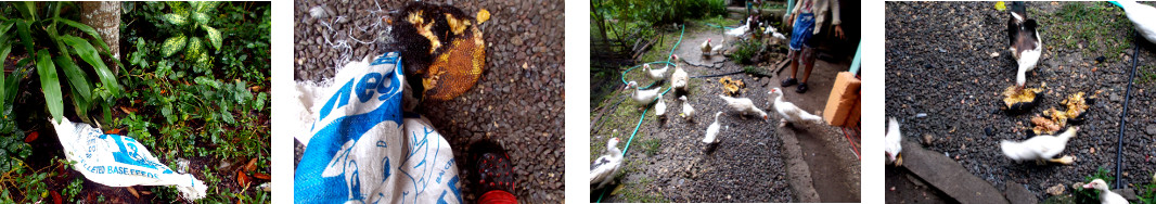 Images of rotten jack-fruit fed to
        ducks