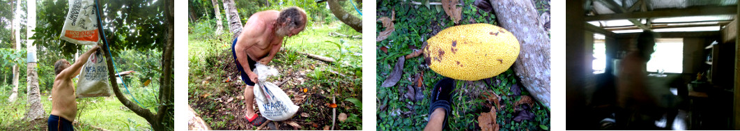 Images of Jack-Fruit being harvested