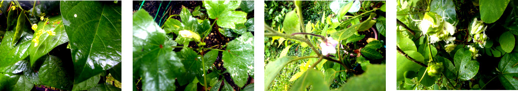 Images of food plants flowering in tropical
            backyard