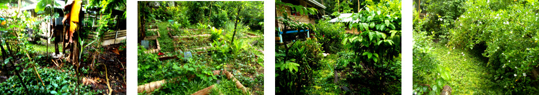 Images of tropical backyard garden