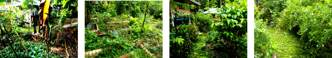 Images of tropical backyard garden