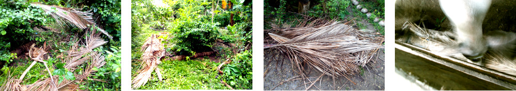 Images of fallen coconut branch
        processed and fed to pigs