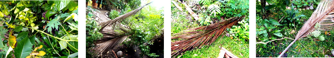 Images of fallen branches in tropical
        bckyard after wind and rain in the night
